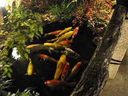 「 湯巡追荘 」 池の鯉